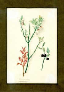 Whortleberry Of The Family Vacciniaceae (vaccinium Myrtillus) — Clara Peeters, Victorian Botanical Illustration