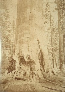Untitled (aqtdm9) — Carleton Watkins