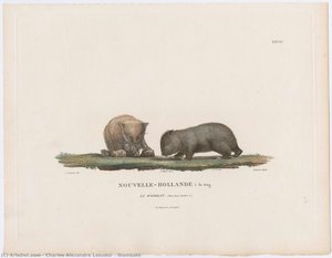 Wombats