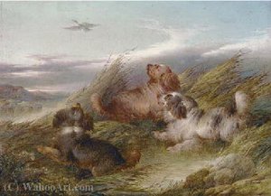 Spaniels Putting A Mallard Up — Paul Jones