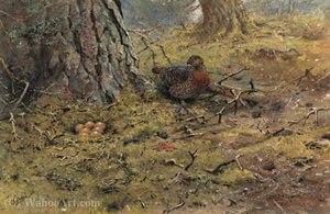 A hen capercailie with her nest