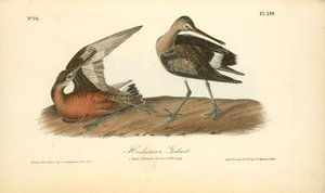 Hudsonian Godwit. 1. Male, 2. Female Summer Plumage — John James Audubon