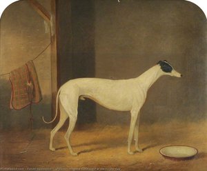 'pioneer' Winning Greyhound Of The Border Cup — Robert Harrington