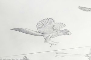 Archaeopteryx — Jane Kim