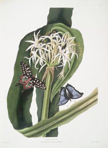 Crinum Pedunculatum — Robert Havell