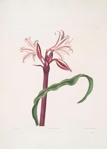Crinum Zeylanicum [ceylon Swamplily, Milk-and Wine Lily] — Robert Havell