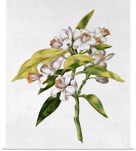 Fol.71 Orange Tree Flower, From 'la Guirlande De Julie