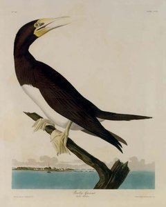 Booby Gannet — Robert Havell