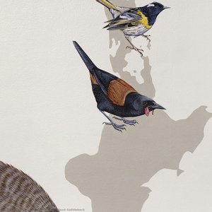 North Island Saddleback — Jane Kim