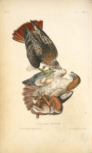 Red-tailed Buzzard — John James Audubon, Scientific Illustration