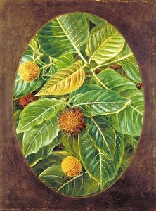 The Knobwood And Flowers Of Natal — Marianne North, Botanical Realism