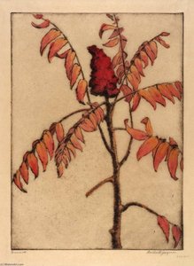 Sumac — Bertha Evelyn Jaques