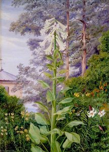 Die Riesenseerose Und Andere Lilien In Dr. Allmans Garten In Parkstone, Dorset — Marianne North