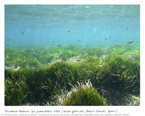 Posidonia Oceania Sea Grass #0910-0753 (100,000 Years Old, Balearic Islands, Spain) — Rachel Sussman