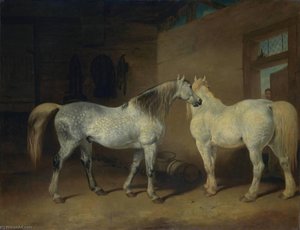 Draught Horses