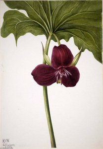 Sweet Trillium (trillium Vasyi) — Mary Vaux Walcott