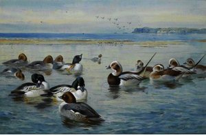 Goldeneyes And Longtails — Archibald Thorburn, British Naturalism