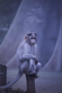 Solitude In Azure Mist: An Inness-inspired Study — Sébastien Sanchez