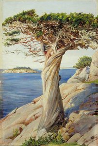 Eine Alte Rote Zeder Auf Den Felsen Bei West Manchester, Massachusetts — Marianne North, Viktorianische Botanische Malerei