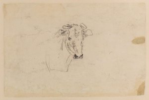 Study Of Head Of A Cow — David Cox