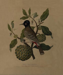 Bulbul or Indian Nightingale on a sprig of the Custard Apple Tree