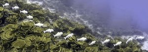 MIT CSAIL, SoFi swimming with real fish