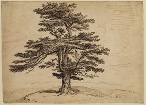 Study Of A Tree — James Ward