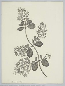 Tetrapterys phlomoides (Sprengel) Niedenzu in Engler