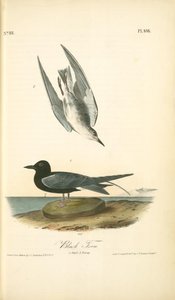 Black Tern. 1. Adult. 2. Young — John James Audubon