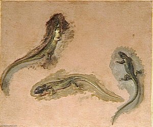 Trois Lezards — Boel Pieter (boule), Baroque