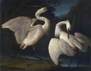 Two Birds — Count Giorgio Duranti