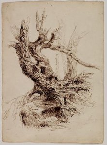Gnarled Tree Trunk — Thomas Cole