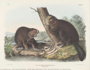 Castor fiber americanus, Linn. American Beaver. 2/3 Natural Size.