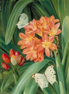 Clivia Miniata And Moths, Natal — Marianne North, Victorian Naturalism