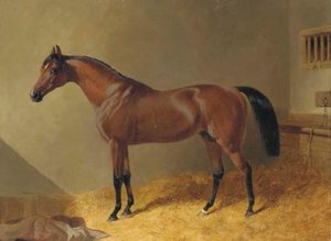 Pacelot, A Bay Stallion, In A Stable — John Frederick Herring Senior