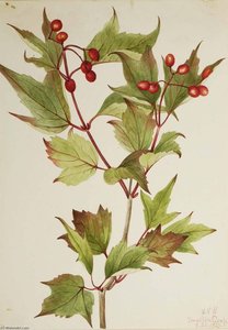 Cranberrybush (viburnum Pauciflorum) — Mary Morris Vaux Walcott