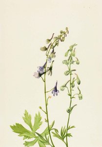 Delphinium (delphinium Scopulorum) — Mary Vaux Walcott