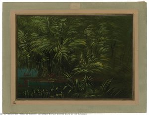 Luxuriant Forest On The Bank Of The Amazon — George Catlin