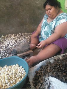 Candlenut Farming — Josh Catti Rahadi (negeri Rempah Foundation)
