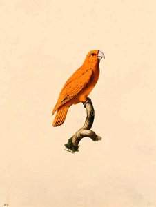 Unknown Species Or Variety Of Species — Jacques Barraband