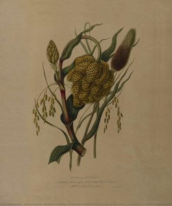 Grains in Guzerat. 1. Boutah or Natchnee (Cynosorus crocanus), 2. Buntee, 3. Codra (Paspalum Kora), 4. Chena, (Panicum miliaceum)