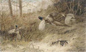 The Glory Of Autumn; And The Twelfth — Archibald Thorburn