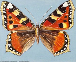 Tortoiseshell Butterfly — Shyama Ruffell, Contemporary Realism