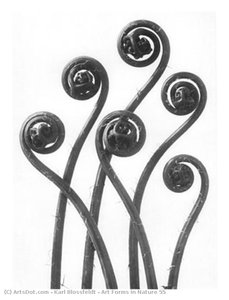 Art Forms In Nature 55 — Karl Blossfeldt