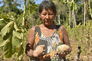 Segurando batata doce
