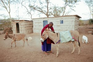 Loading The Donkey — Vibhor Yadav