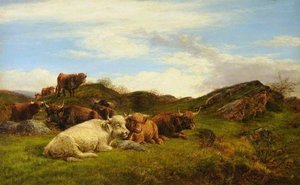Highland Cattle