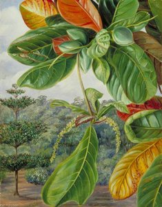 Indische Mandel — Marianne North, Akademischer Realismus