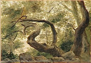 Sous Bois, Arbres Aux Branches Tortueuses — Pierre De Valenciennes