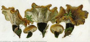 Paxillus Atrotomentosus — Timoti Džon Vilijamson